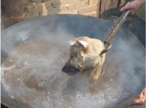 _AnimalAdvocate's tweet photo. With #animals, humanities depravity is almost as limitless 
as our resolve to stop it. #StopYuLin2015
@rickygervais http://t.co/8CEhbZiGQX