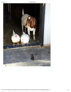 omcfarm tweet picture