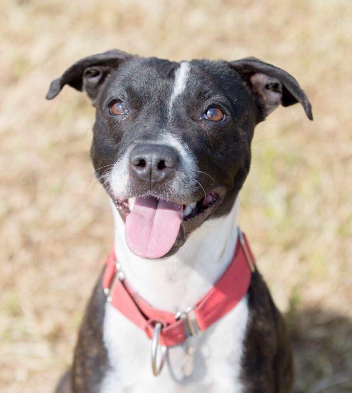 NWDogRescue's tweet image. How bruddy gorgeous is Darcy Bussell?! You need to see her dance on her back legs ❤️