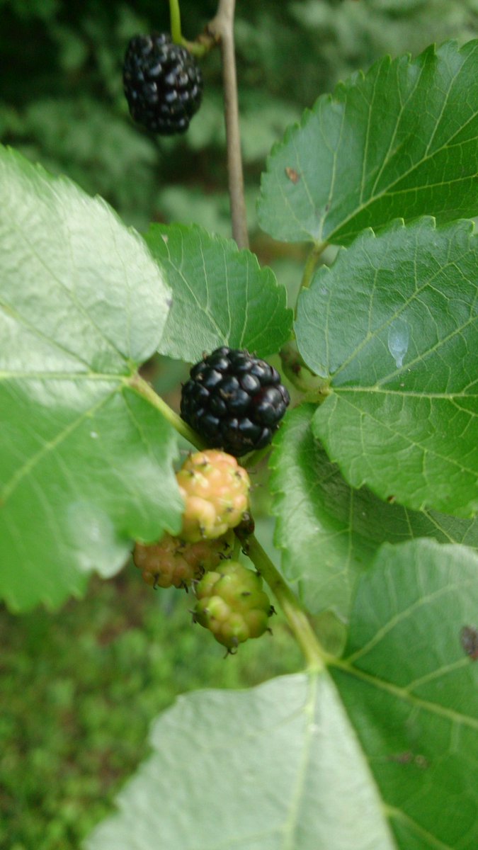 ChefDavidDunlap's tweet image. Mulberry season is here! Time to start jammin'.