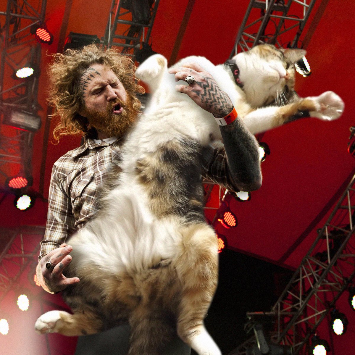 mastodonmusic's tweet photo. #mastocat http://t.co/u2mx9ktFeu