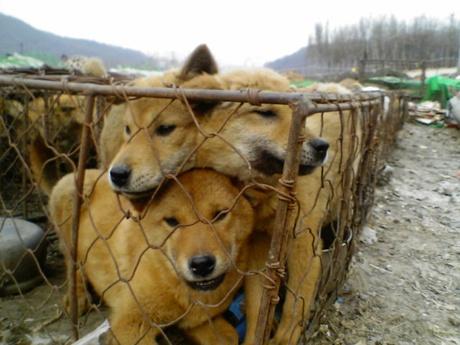 world_rescue's tweet photo. ONLY 10 DAYS LEFT!!!
Preventing the 2015 Yulin Dog Meat Festival! To Save the Dogs, pls visit
http://t.co/UNQ68nj5fJ http://t.co/r8jp5y1JAJ