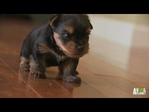 _Yorkie's tweet photo. Boys Will Be Boys | Too Cute! http://t.co/i67Hobudj6 #staged http://t.co/nwgGOVYZj9