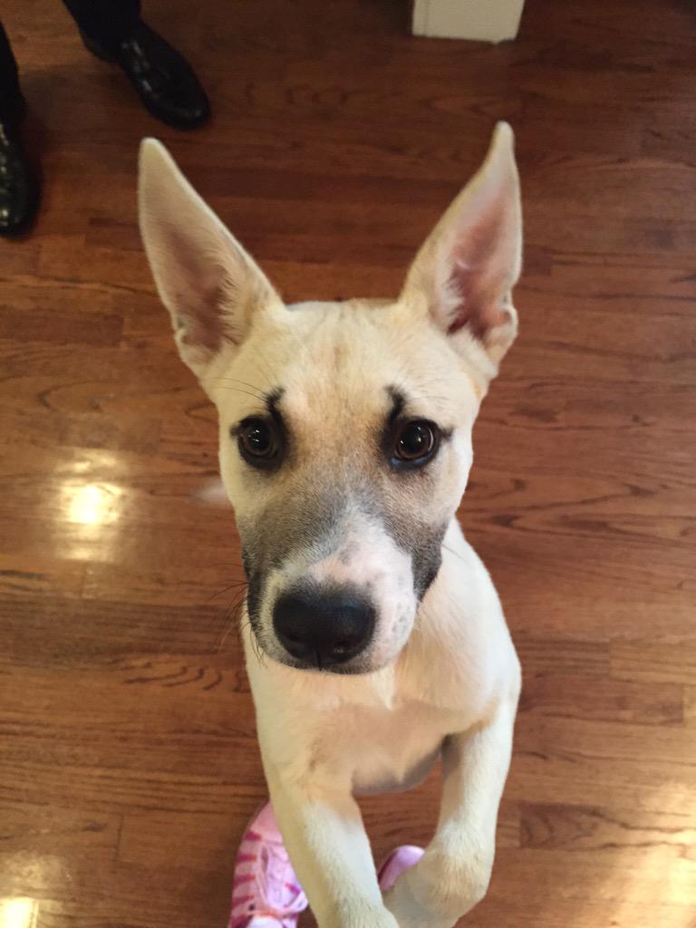CFaub's tweet photo. @corbydavidson help me find this pups owners! Found in Hollywood heights on 6/9. http://t.co/SUWYG7k8sG