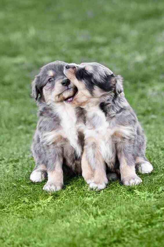 DailyAussie tweet picture
