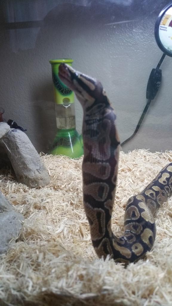 DeannaGuy92's tweet image. Feeding day!
#Tonto #VanillaBallPython #Yummy #RatPup