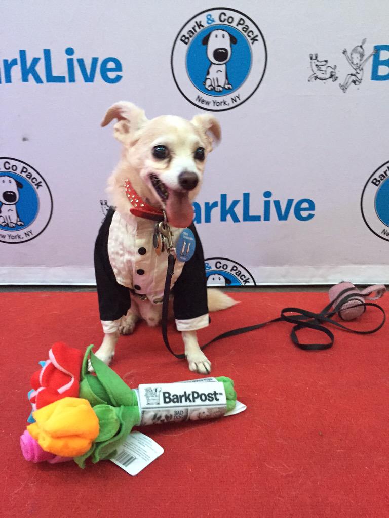 sassafraslowrey's tweet photo. Mercury is  on the red carpet at #BarkProm http://t.co/cD19FrvAmt