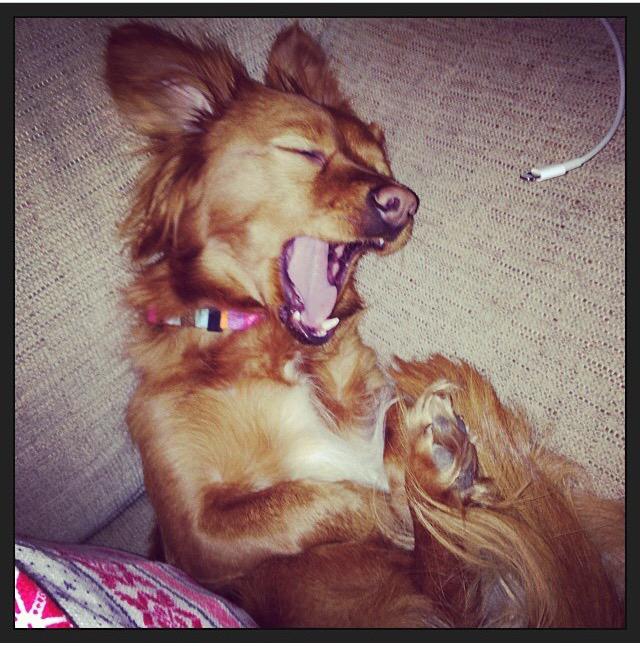 hizzidyhyde's tweet photo. @iliza our dogs are twins! #MissBowJangles http://t.co/Cl1Co6T2kM