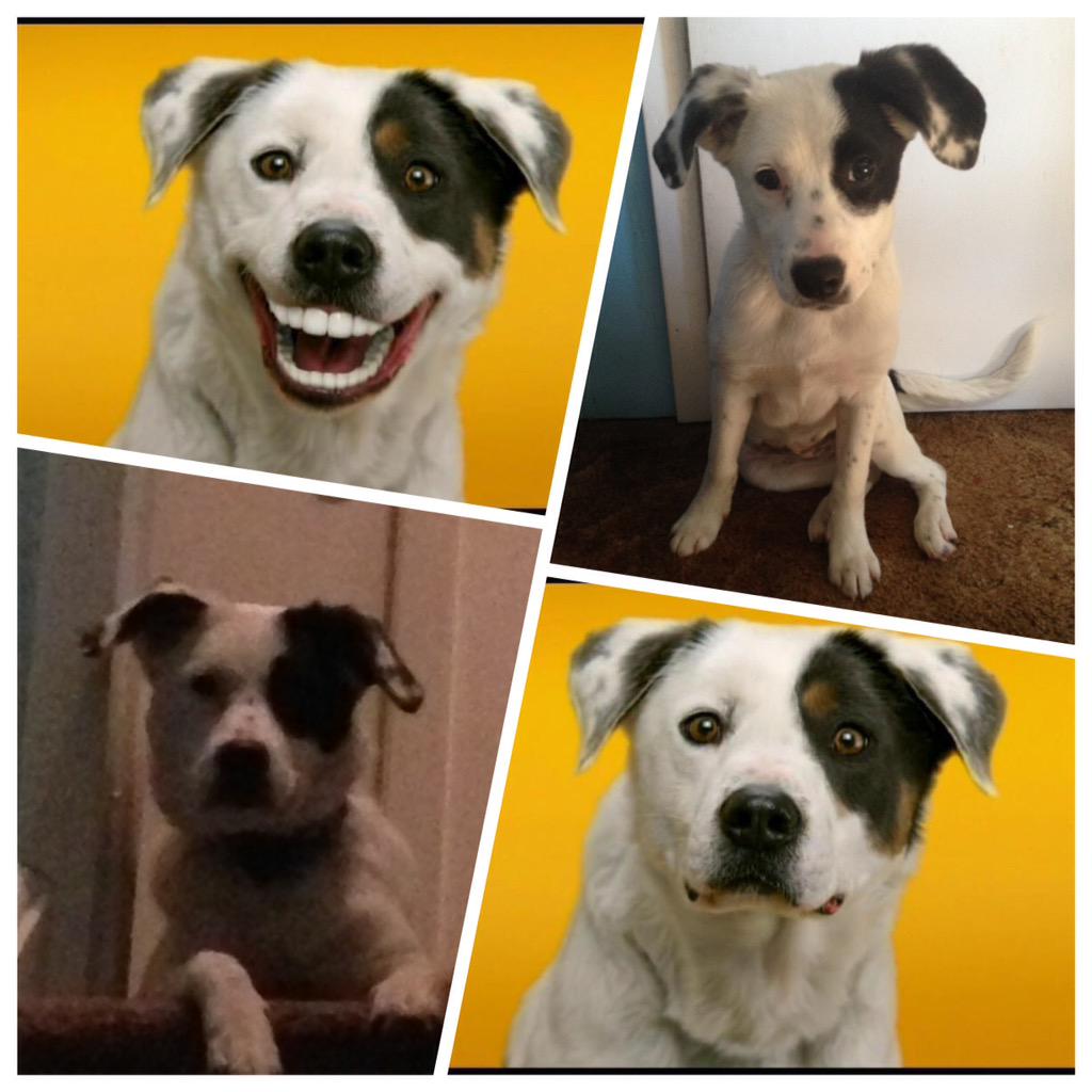 dentastix commercial