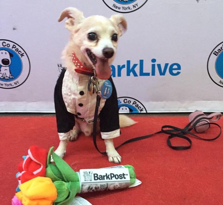 barkbox's tweet photo. In case you didn't know... #BarkProm is a thing and it's happening RIGHT NOW in Brooklyn. 🐶🎩 #PuppyProm http://t.co/JPqfQQycCc