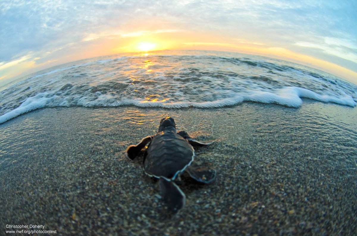 Ползут 3 черепахи. Черепаха в океане. Море черепаха. Черепаха на берегу моря. Черепашка к морю.