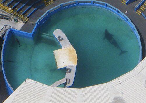 iconicthott's tweet photo. Friendly reminder that if you buy a ticket to seaworld/Miami seaquarium you are supporting this abuse. http://t.co/wbt5e4i3um