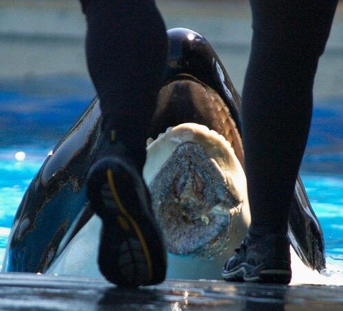 iconicthott's tweet photo. Friendly reminder that if you buy a ticket to seaworld/Miami seaquarium you are supporting this abuse. http://t.co/wbt5e4i3um