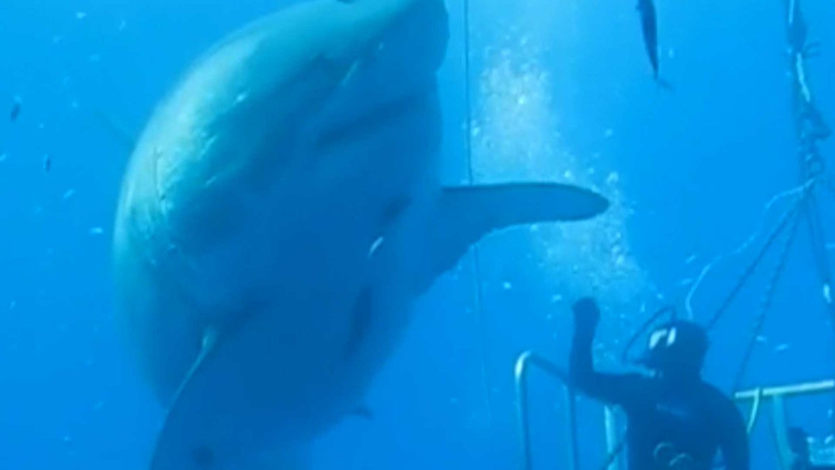 Enlace permanente de imagen incrustada