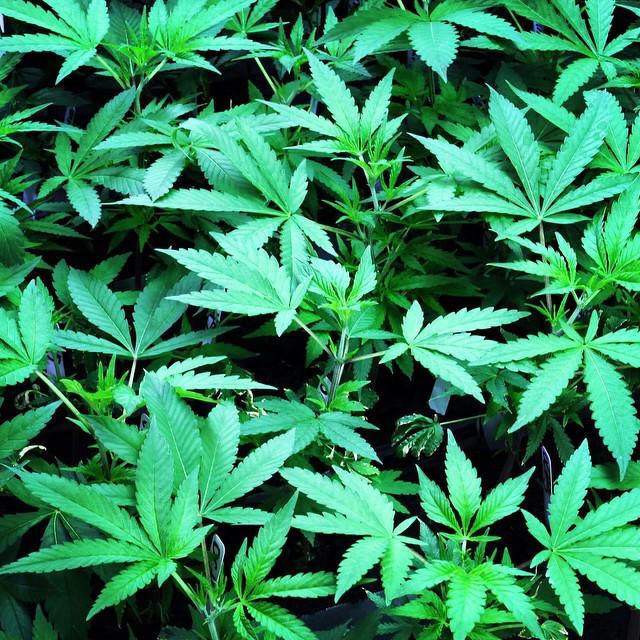 KungFuBreakfast's tweet photo. Proud photographer for @stockpotimages even if I only have one photo on there so far 😉 #420 #weed #stockpotimages #… http://t.co/FgRJ9Eky0G