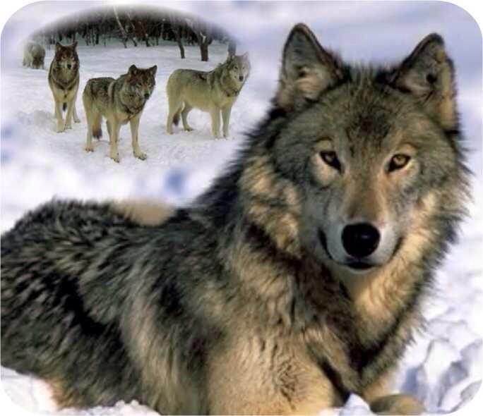 hugwildlife's tweet photo. @nkDarkDrgmailc1 Wishing you a Lovely Day also!:)) #SaveWolves #BanHuntingOfWolves #StopCullingWolves #NoTrapping http://t.co/8EPypDsxWn