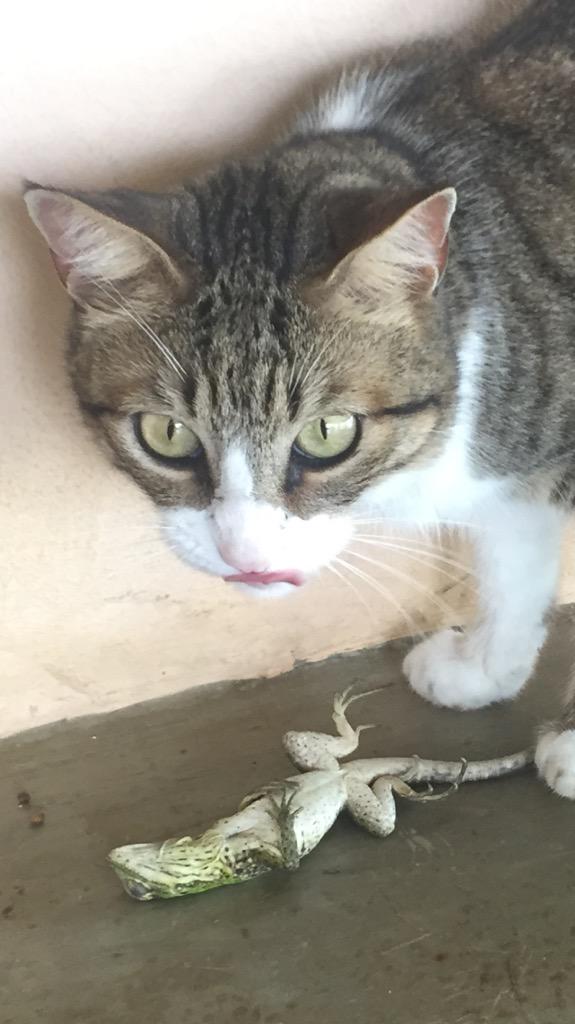 ericajanehoff's tweet image. Is Twitter dead?