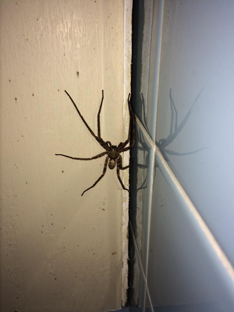 モリ 賢 Akiyayukie ゲジゲジ将軍に比べれば鬼軍曹どのはまだまだ可愛いものですな 足の数的な意味で