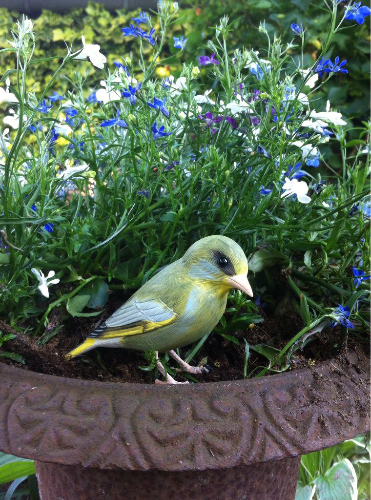 Het groenling vogeltje is vroeg uit de veren vandaag voor #opening pand <a href="/wonenlimburg/">Wonen Limburg</a> met <a href="/RafJanssen/">Raf Janssen</a> <a href="/gempeelenmaas/">gemeente peelenmaas</a>