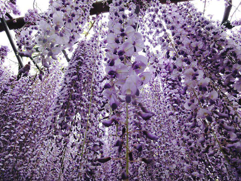 cfoc_Paris's tweet photo. Jardins Mythiques...Wisteria Garden 
#Japon #Jardin #Kawachi http://t.co/G3jEImeXDd