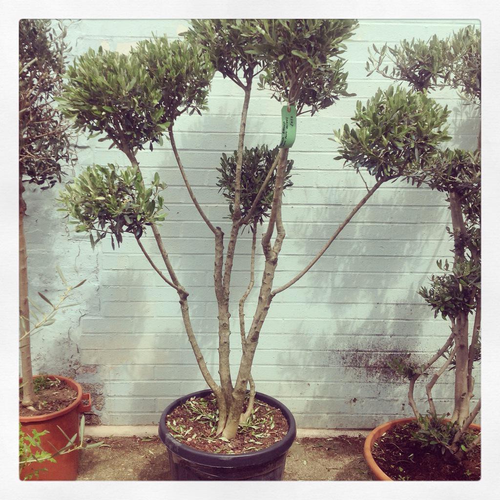 Norfolk Olive Trees tweet media