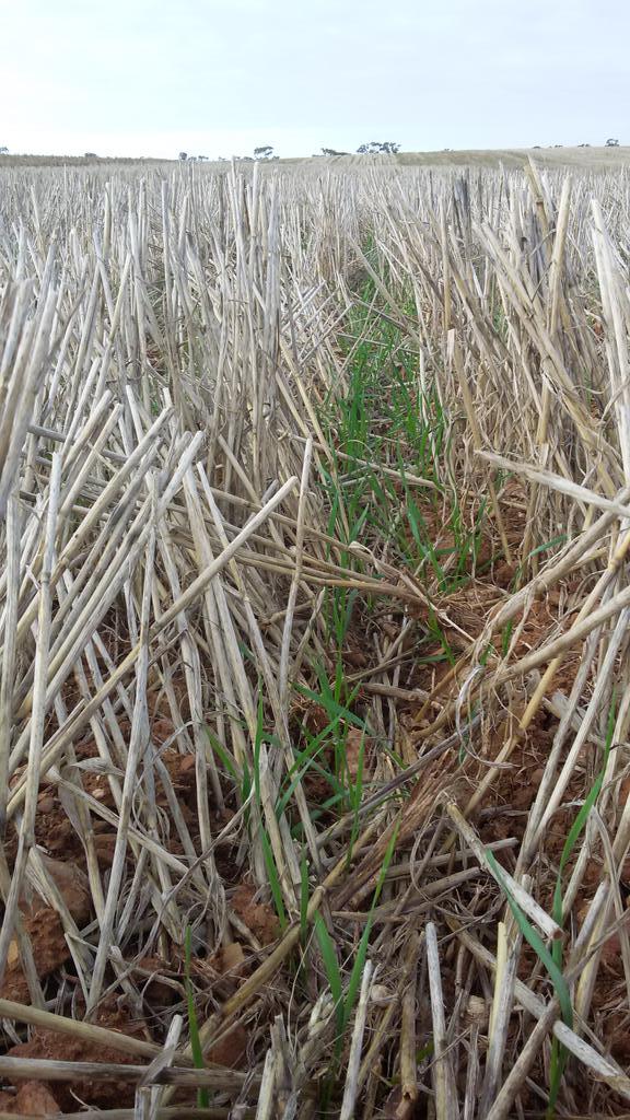 rootbootfarmer's tweet image. About as much soil cover as possible. #pairedrow. #10"spacing. #tyne. #rootboot. #rootboot razor nextyr.