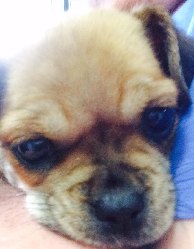 DesignerDogsAU's tweet photo. This is Narla and she's a #pugalier &amp; today she's flying @VirginAustralia to #Adelaide to meet her new family #puppy http://t.co/7cjWll4pEg