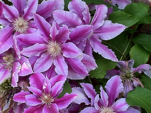 BeingOrganised's tweet photo. We absolutely LOVED our afternoon visiting stunning #gardens of #Brockham at the garden open day last Sunday. Fab! http://t.co/lI00Lv1RjH