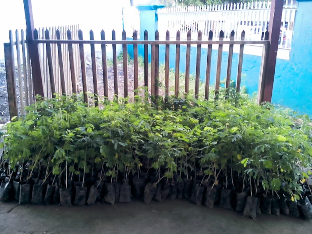 Puluhan bibit siap menempati rumah pembibitan, dalam rangka hari lingkungan hidup.
#proker #divisilingkunganhidup