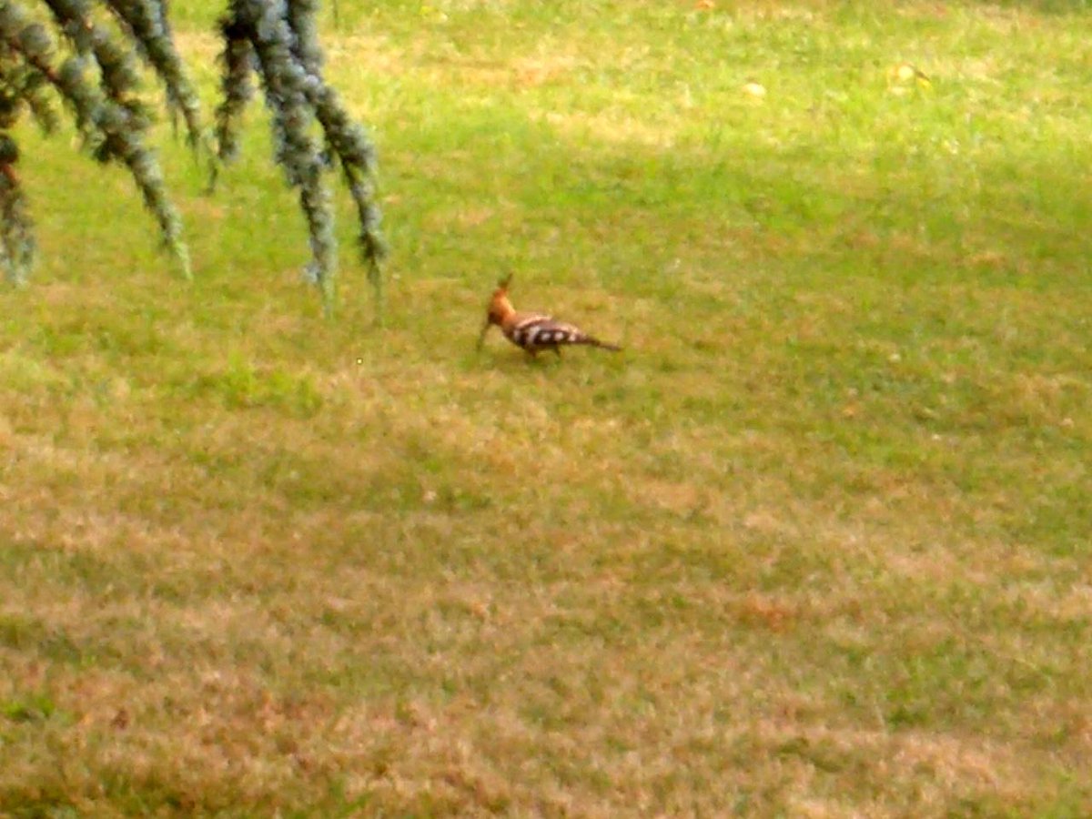 Our migratory Hoopoe is here for his annual visit! #France It's never too late to move - DMS we realise your dreams