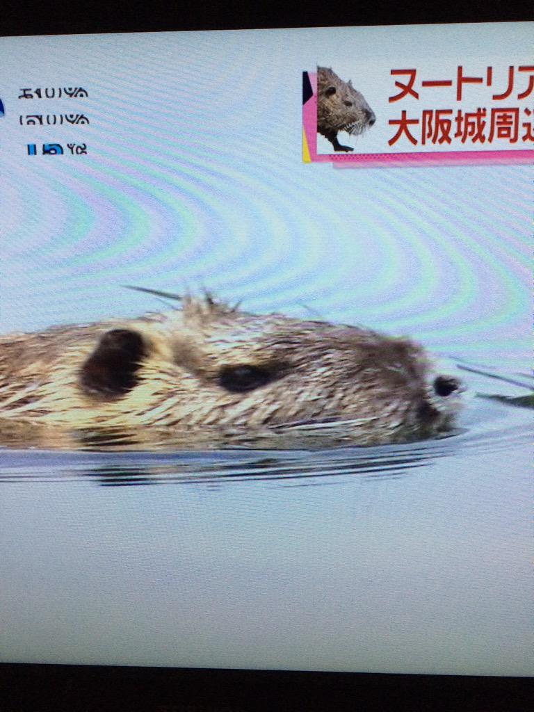 長渕 剛 Japan ヌートリアと言うネズミ見たいな動物が大阪城の外堀を泳ぐとは 笑 繁殖してるらしい Http T Co Rxh1srokdp Twitter