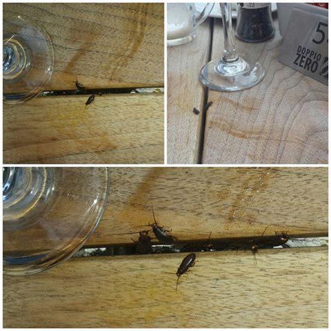 PigSpotter's tweet photo. So @DoppioZeroSA  pestcontrol report confirms ‘beetles’ are in fact cockroaches http://t.co/2kXTRdYcwH  http://t.co/vPesEScQ1g @CityBuzzJHB