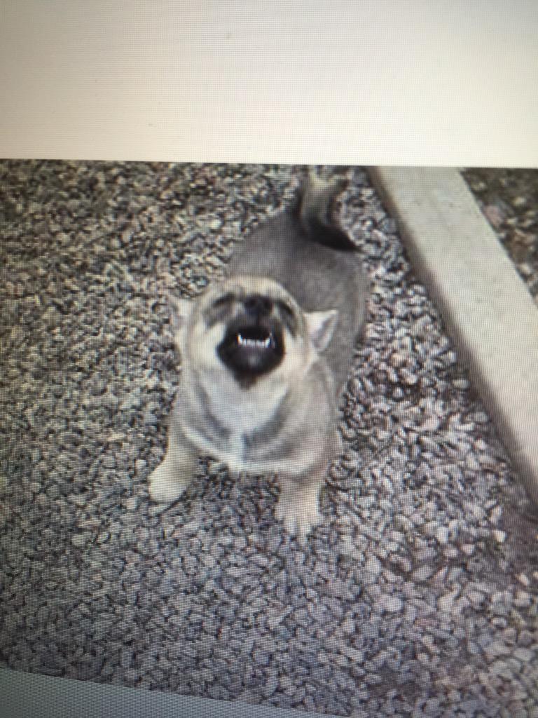 Axel, I'm coming to get you dude. #swedishvallhund