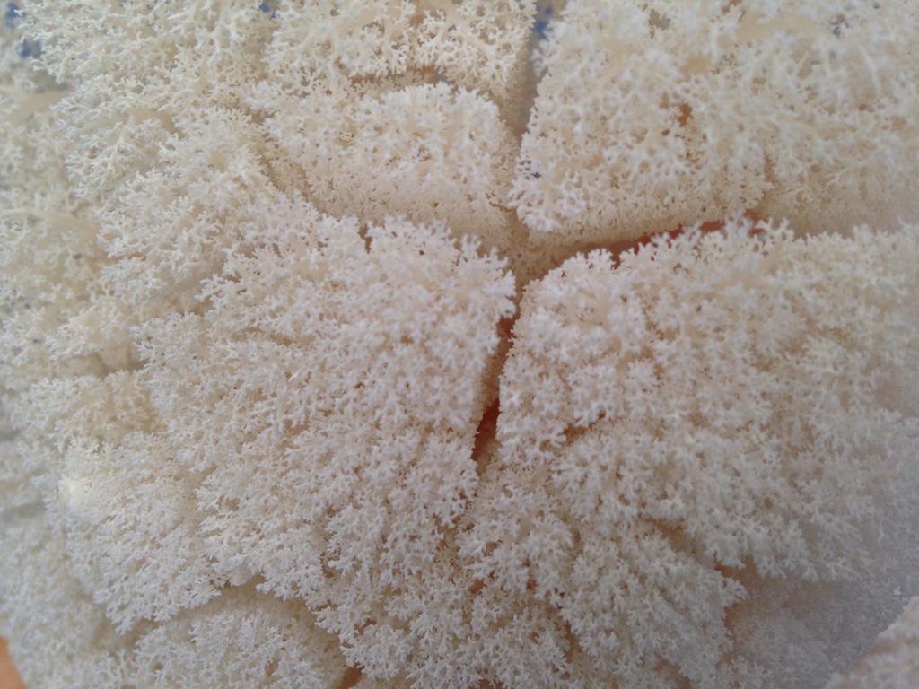 swisstomography's tweet photo. How fragile and beautiful the lungs are: the resin cast of the airways of a sheep lung, healthy! http://t.co/PdWofNXkTu