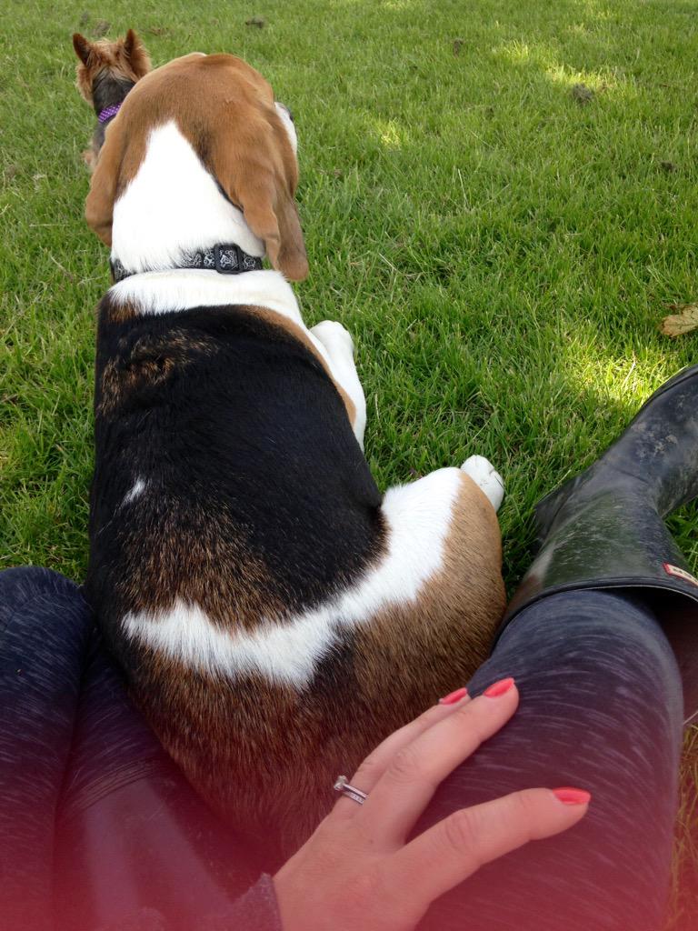 Too hot for the big lad he just wants to shade bathe! ☀️☀️🐶🐶🔥🔥