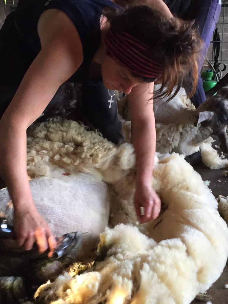 jacquelinecowar's tweet photo. Was helping @AlicePetch yesterday #sheepsheering #woolwrapping http://t.co/tD7H7ogqq6