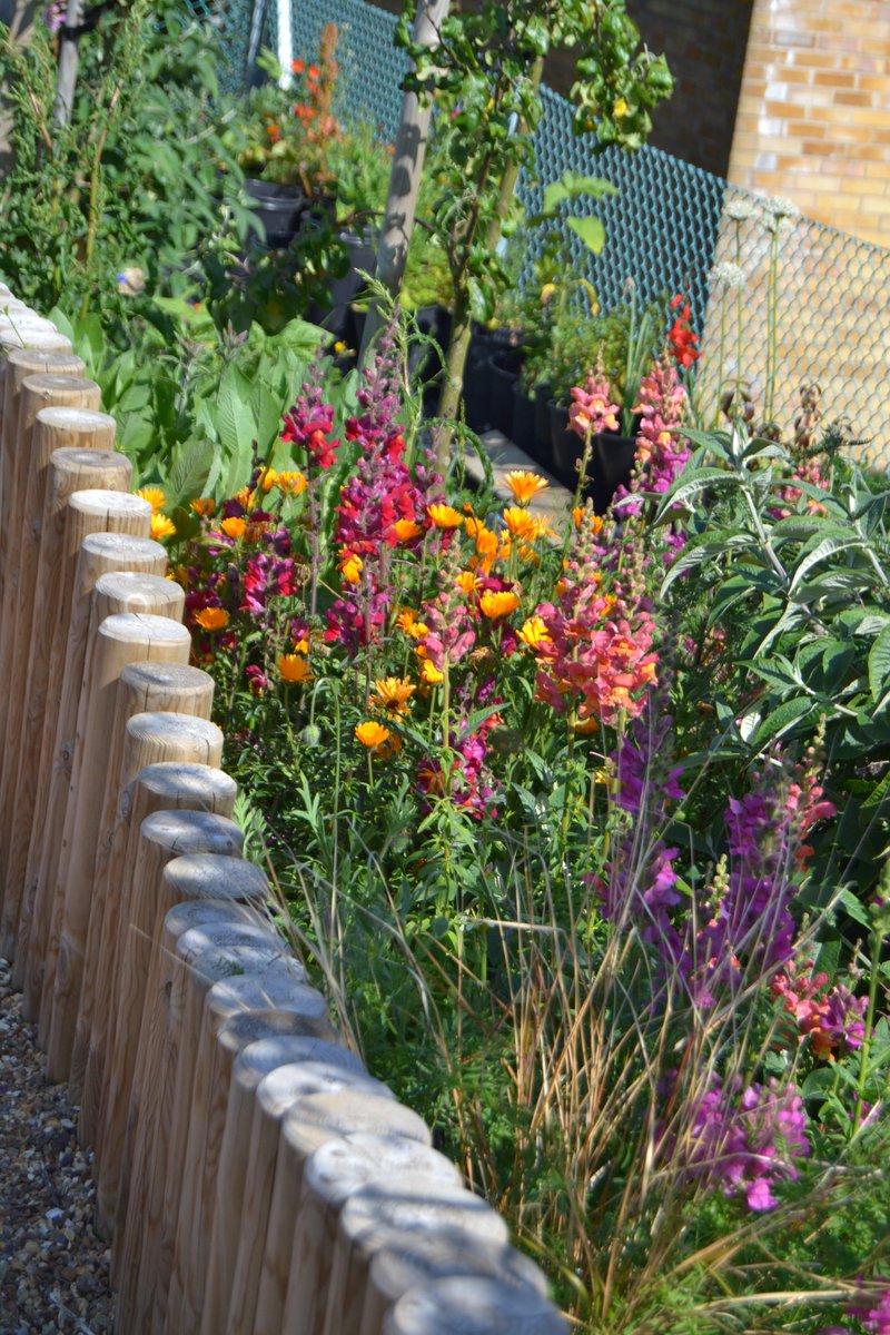 ThePatchSCSP's tweet image. Some lovely colour making an appearance within the Sensory Garden