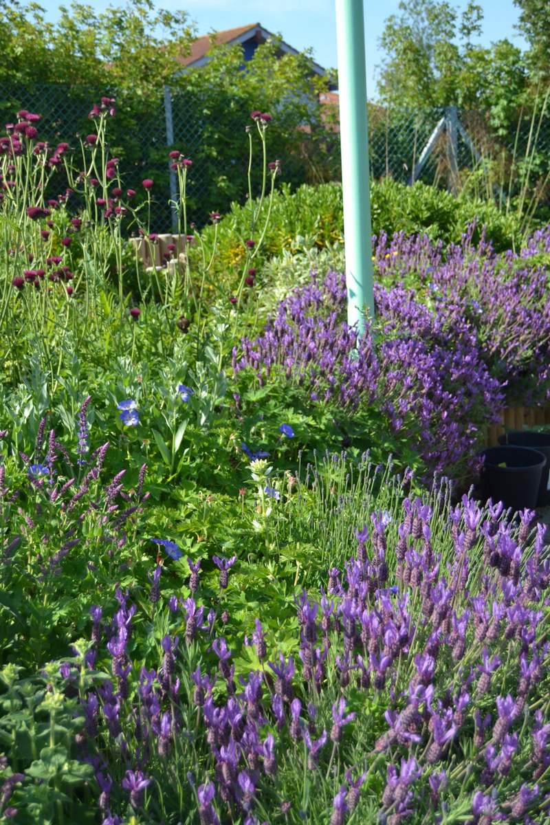 ThePatchSCSP's tweet image. Some lovely colour making an appearance within the Sensory Garden