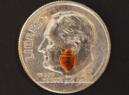 PestWorld's tweet image. Today marks the end of #BedBugAwarenessWeek! For more info, check out All Things Bed Bugs: bit.ly/17nfcj3
