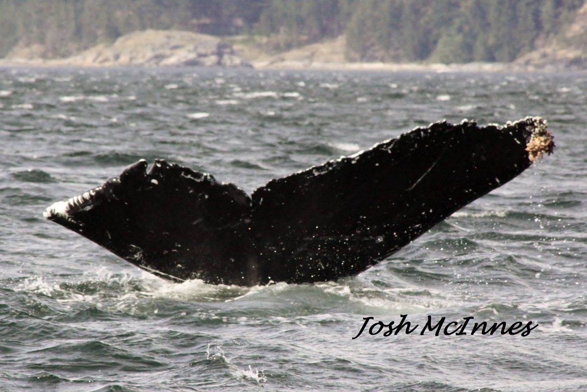 TKWResearch's tweet photo. 6/10/15 - The team met up with this humpback with old injuries from a transient attack, likely when it was a calf. http://t.co/K2Zew0WA1x