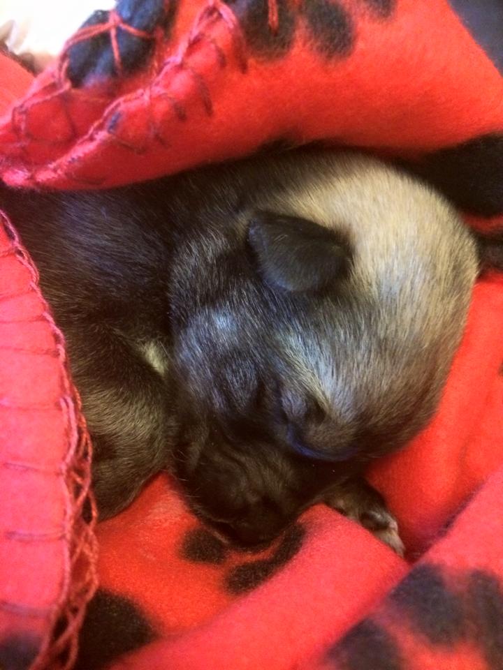 Lote_Vilcene's tweet photo. Maksimālu RT. Viņa mamma, brāļi un māsas atrasti miruši, mazais viens pats kūļājies. Vajag barojošu mammu! 
27803333! http://t.co/pr3XIseE2L