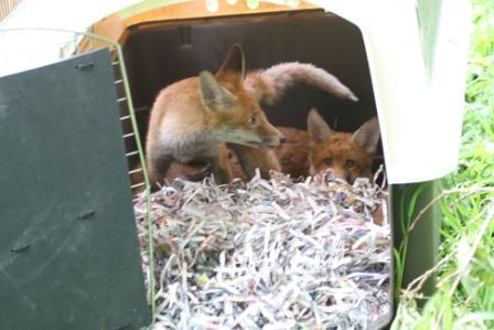 LeagueACS's tweet photo. Wonderful photos of the fox cubs after their rescue from the barn @rickygervais @PeterEgan6 @RSPCA_official http://t.co/PuyJfTuAG3