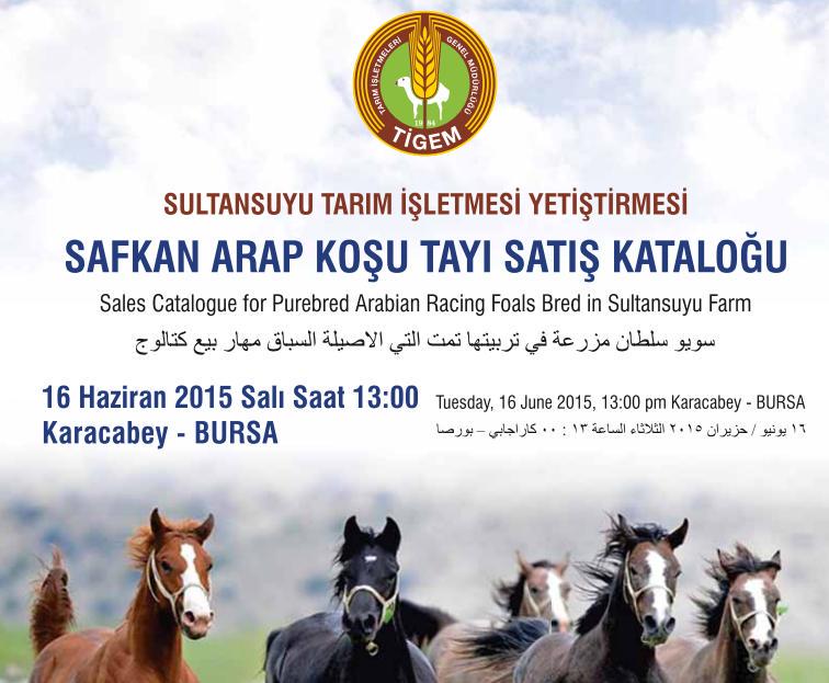 Sultansuyu tay satışları 2015 Sultansuyu tay satışları 2015
