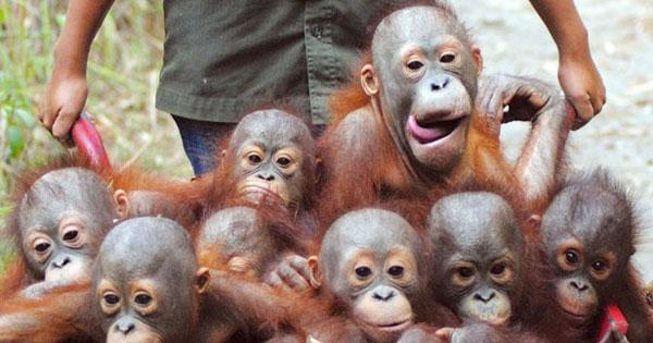 сурикаты калахари. много смешных видео. много смешных видео. четырехпалые сурикаты. сурикаты для детей.