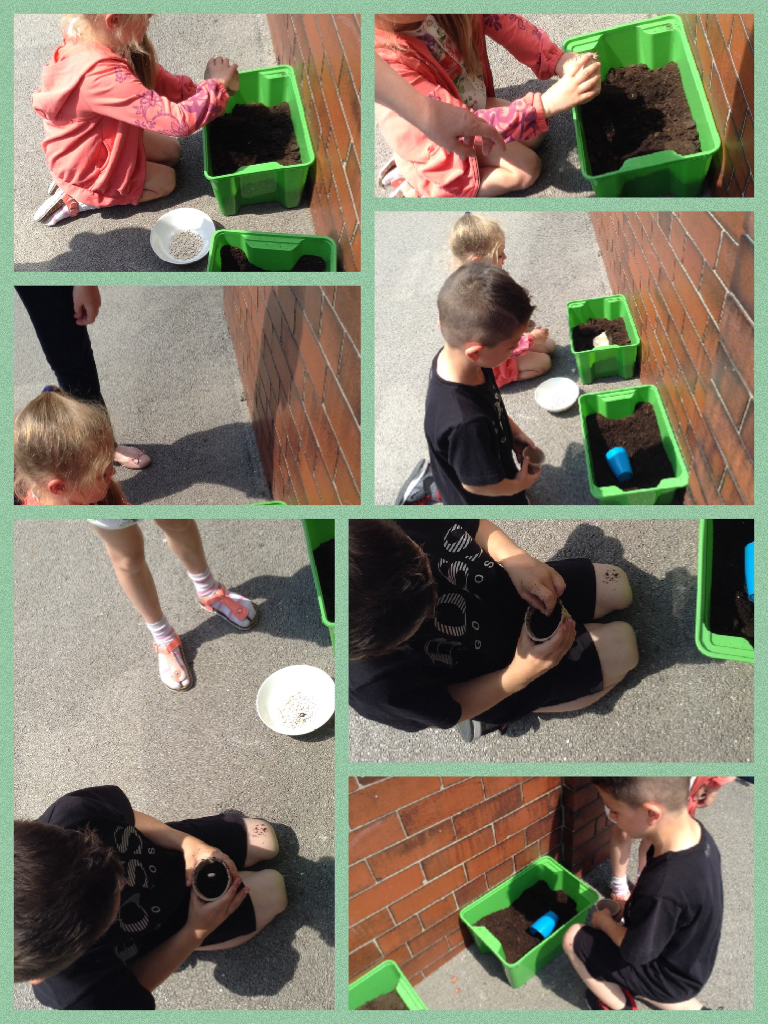 year1aMRPA's tweet photo. Enjoying the sunshine and planting sunflower seeds with Mrs Hunter #gardening http://t.co/k4px7xqlvv http://t.co/8oRFmVtb3e