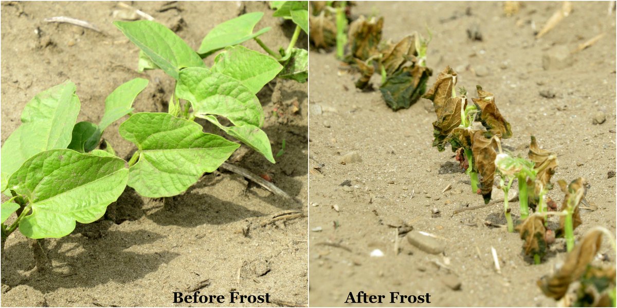 What happens to crops when Jack Frost pays a visit? ow.ly/OdXEI #FarmFactFriday #FreshFromFarm15