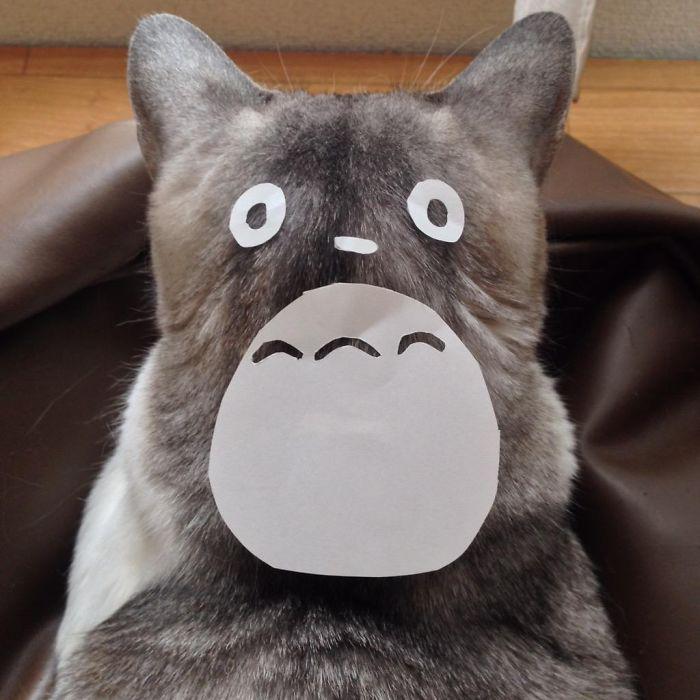 screen_wolf's tweet image. Hopefully some real life catbusses are coming soon. /boredpanda.com/cat-owners-jap… #totoro #miyazaki #ghibli
