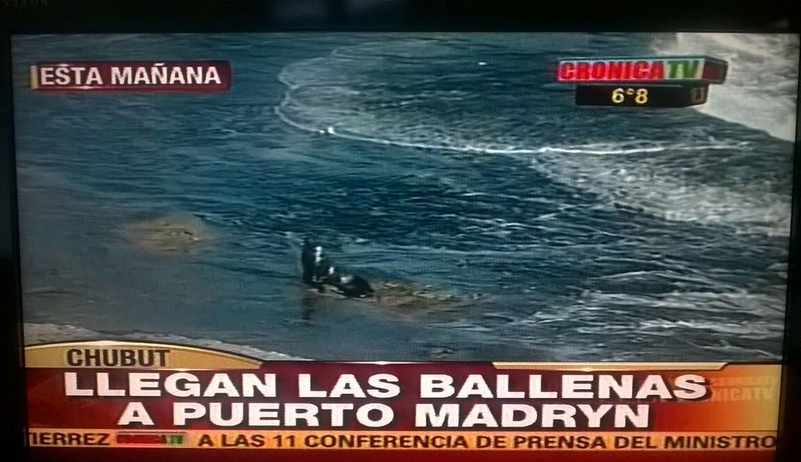 MinTuryAP's tweet photo. We are on TV!  Follow #whales2015  season on http://t.co/8LYSv0rxBI and be ready to #EnjoyChubut from #juneTOdecember http://t.co/3hnPwuersm