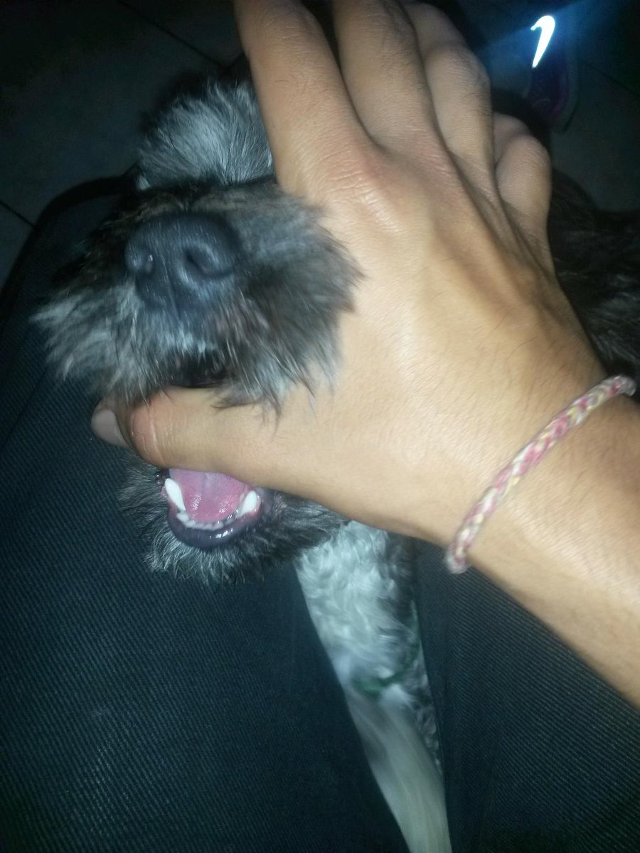 JennelCR's tweet photo. #LaMordidita #LaMordiditaenLoActualMi twinky también hace la mordido ya Con su papi ♡ @LOACTUAL http://t.co/6NQkeAQWIp