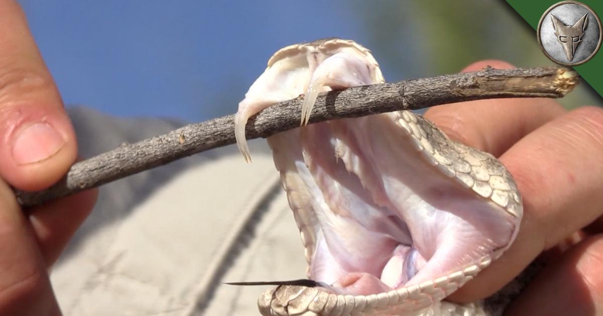 Coyote Peterson on Twitter: "Can a Rattlesnake bite through its own jaw